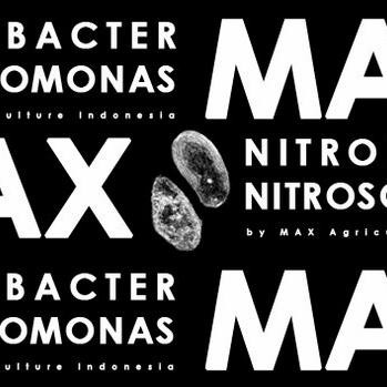 Biang Nitrobacter Nitrosomonas Pertanian Tanaman Pembenah Tanah 1000ml