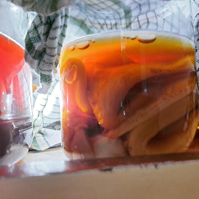 

Tjia Wu - Scoby Kombucha + 250Ml Stater Untuk 2Liter Teh Kombucha