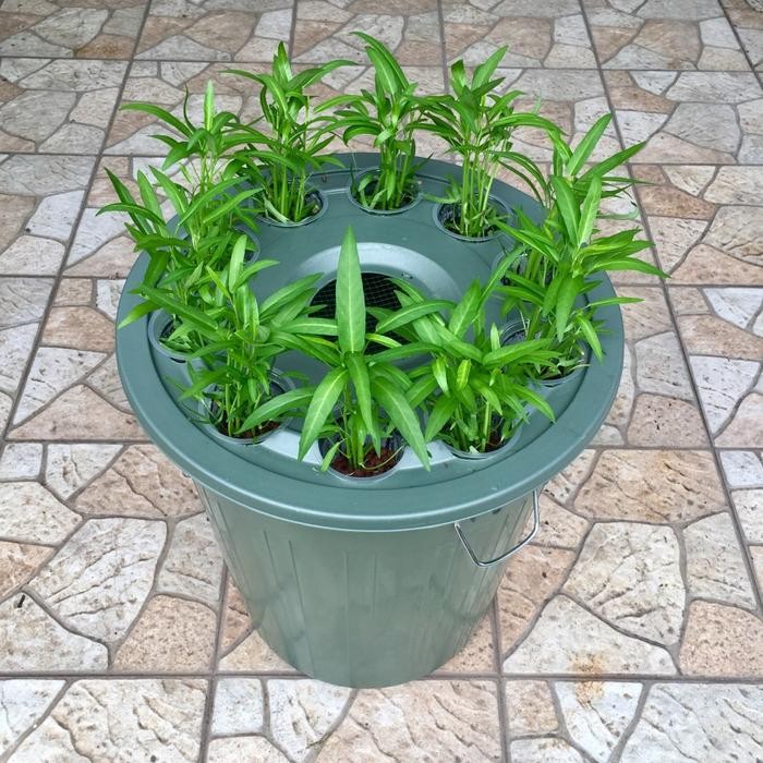 Paket BUDIKDAMBER Budidaya Ikan Lele dan Sayuran Kangkung dalam Ember Kode 152