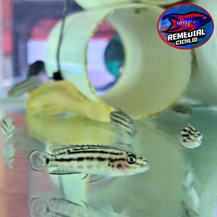 JULIDOCHROMIS MARLIERI - TANGANYIKA - AFRICAN CICHLID