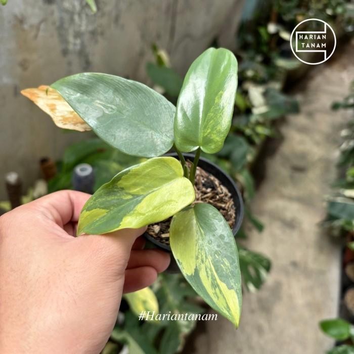 Terlaris Philodendron Violin Variegata (Include Pot & Media Tanam)