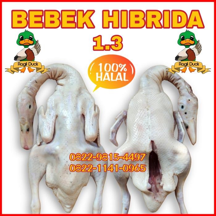 

BEBEK HIBRIDA 1.3