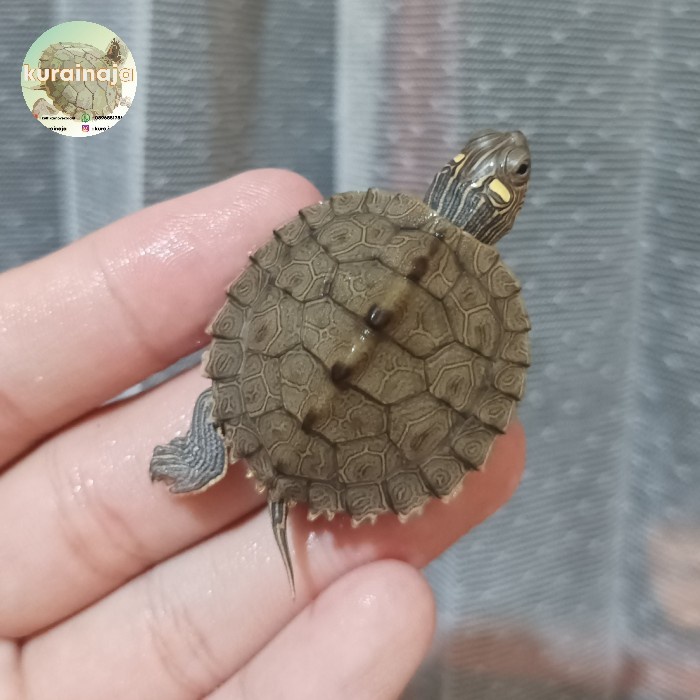 

PAJANGAN AIR - MISSIPPI MAP / MISMAP BABY Kode 300