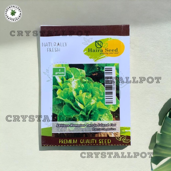 BENIH BIBIT SELADA GREEN ROMAINE PARRIS ISLAND COS HAIRA SEED - SELADA