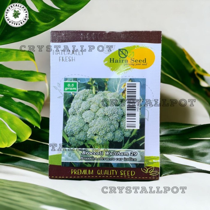 BENIH BIBIT BROKOLI WALTHAM 29 ITALICA HAIRA SEED - BROKOLI WALTHAM 29