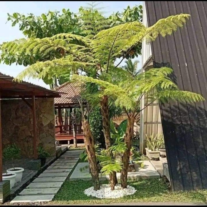 HOT SALE pohon pakis monyet 2 meter tanaman pakis monyet tinggi 2 meter