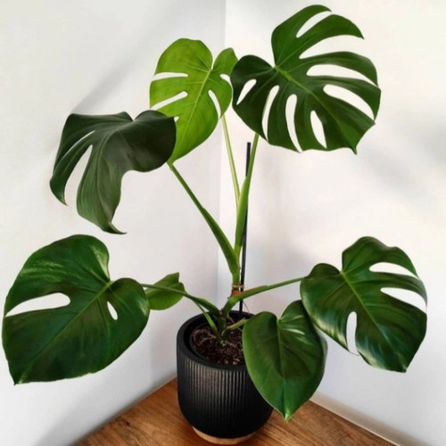 HOT SALE tanaman monstera king big rimbun daun besar -+ 6 daun