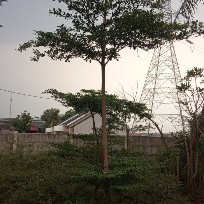 TERLARIS Pohon Ketapang Kencana 5 Meter