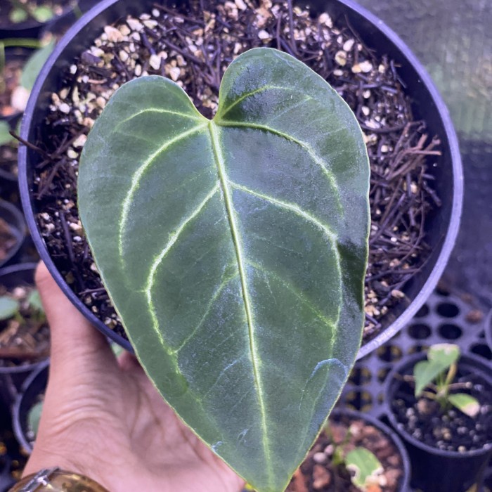 TERBARU Anthurium Regale White Stripes Clone