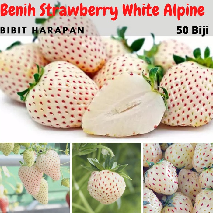 Bibit Biji Buah Stroberi Strberry White Alpine Import PREMIUM