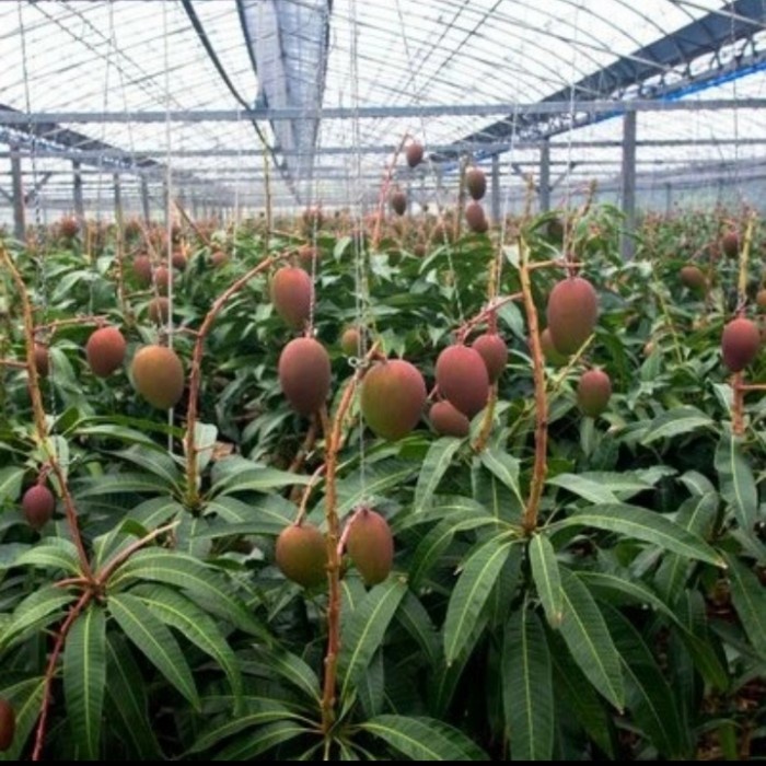 Pohon Mangga Miyaki Berbuah/Bibit Pohon mangga miyaki sudah buah PREMIUM