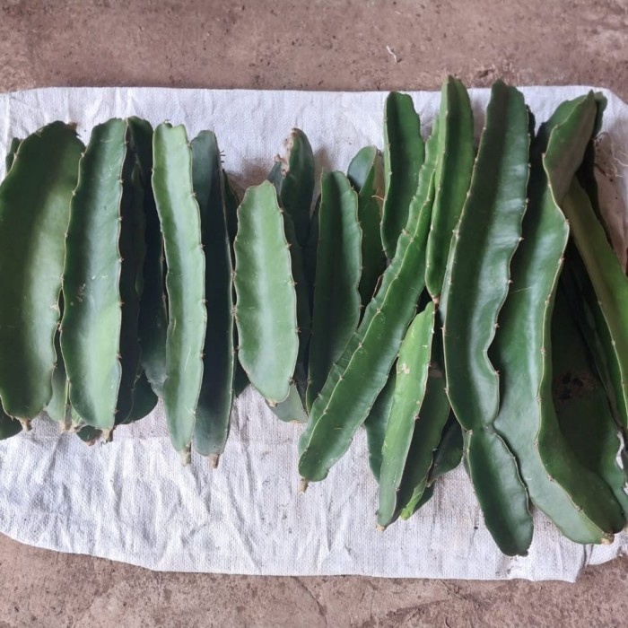 Bibit Buah Naga Golden Isis Kuning Yellow PREMIUM