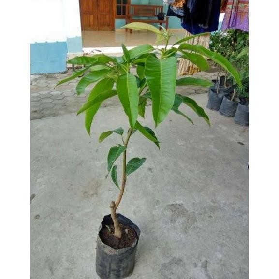 Bibit Buah Mangga Manalagi Super Genjah, Mangga Madu PREMIUM