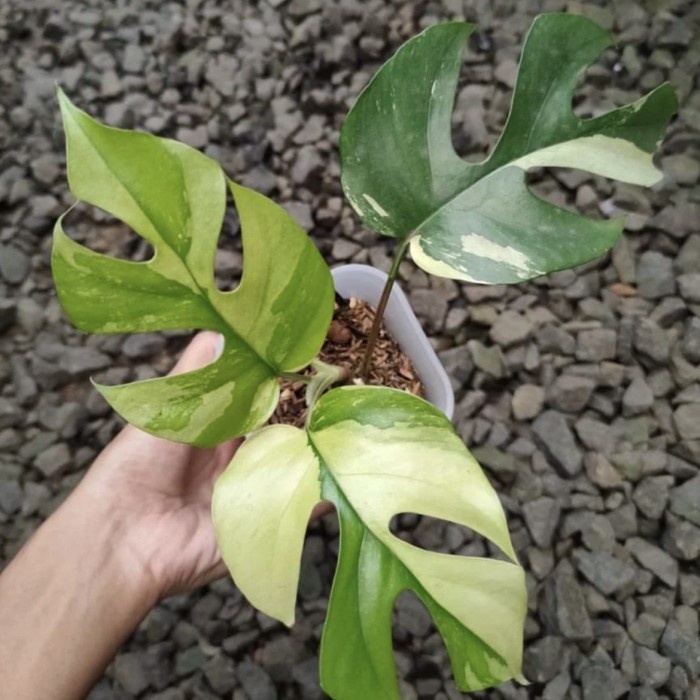 TERBARU Tanaman Rhaphidophora Tetrasperma Mini Monstera Varigata Variegata