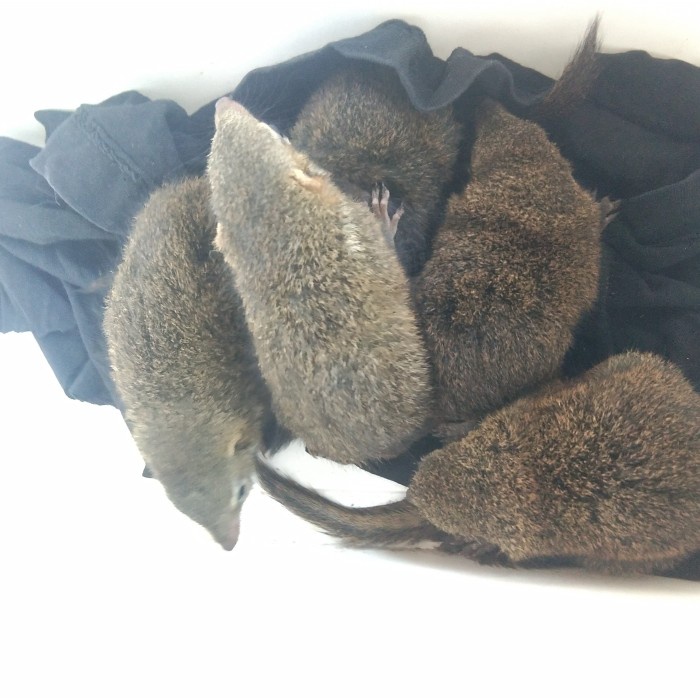 TERBARU bajing / tupai kekes celemes