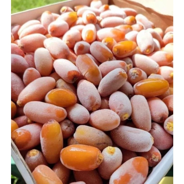 HOT SALE Kurma Muda Ruthob Libya 1 kg Ruthab Libya Selected dates
