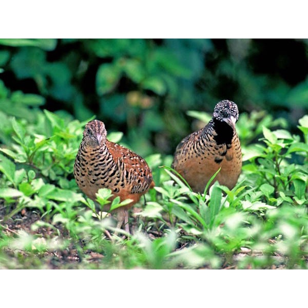 Promo Terbatas Burung Puyuh Hutan Sepasang Aman