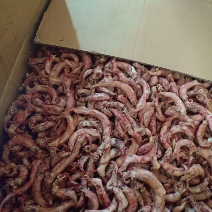

BARANG TERLARIS cumi telor kering per 1kg