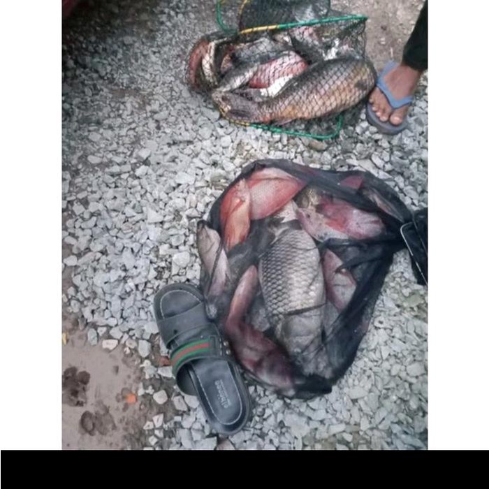 terbaru  essen ikan nila atau mujaer khusus umpan cacing lumut si jabrig umpan pancing mancing