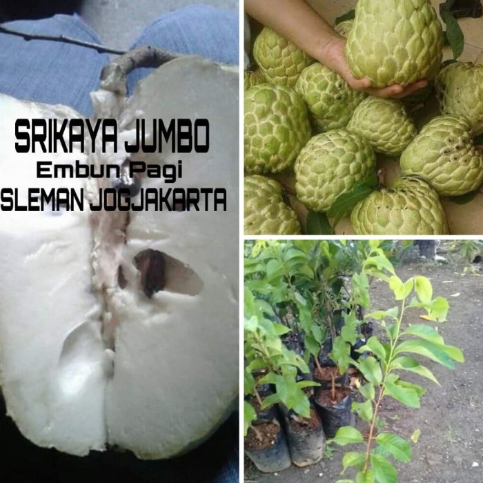 New Promo 3 Paket Pohon Srikaya Merah Srikaya Jumbo Dan Sirsak Madu Ready