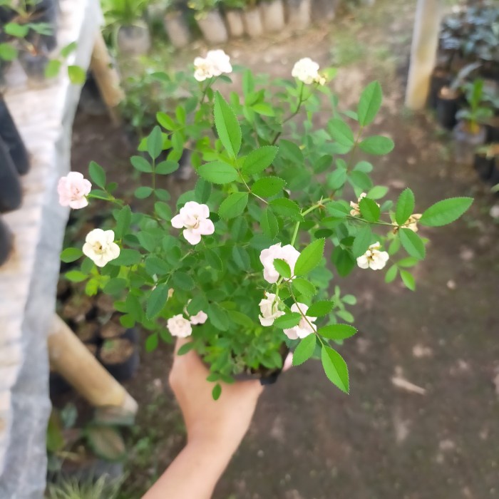 New Tanaman Bunga Mawar Mini Bibit Ready