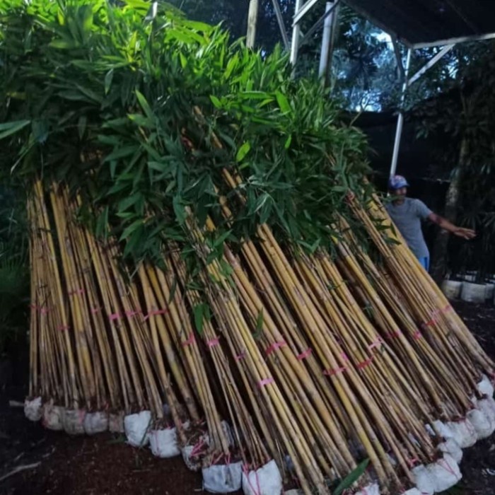 New Tanaman Hias Bambu Kuning/Bambu Panda/Bambu Hiasan/Bambu Pagar Ready
