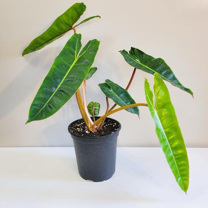 New Tanaman Hias Philodendron Bilitiae Kabel Busi - Kabel Busi Original Ready