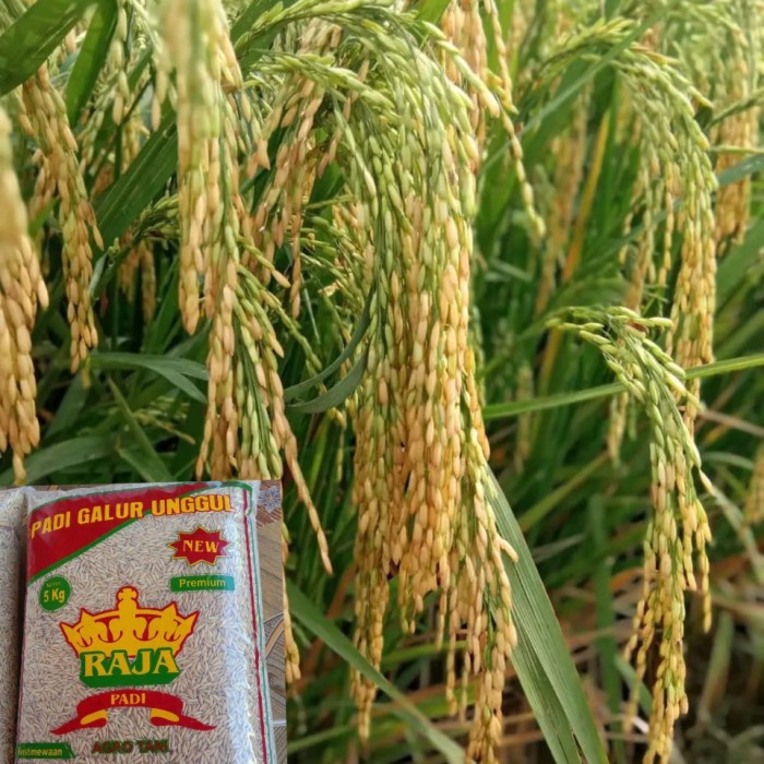 New Benih Padi Tri Sultan 1Kg Ready