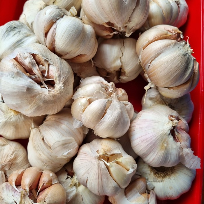 

Sale! Bawang Putih Banci 1 Kg / Honan 1Kg