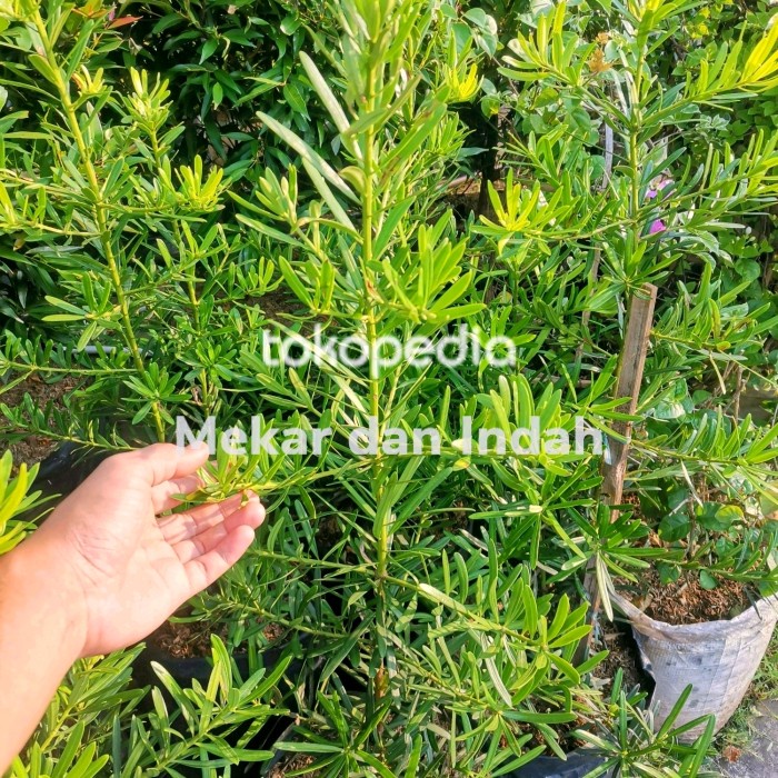 TOP TANAMAN HIAS LOHANSUNG TAIWAN / POHON LOHANSUNG BESAR KUALITAS SATU -