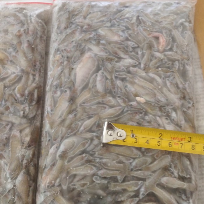 Promo Gila Cere laut beku/pakan ikan/ikan cere