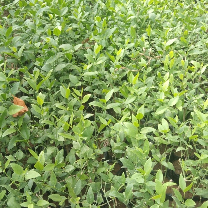 TERBARU bibit pohon kayu siwak arab/Tanaman Kayu Siwak Asli