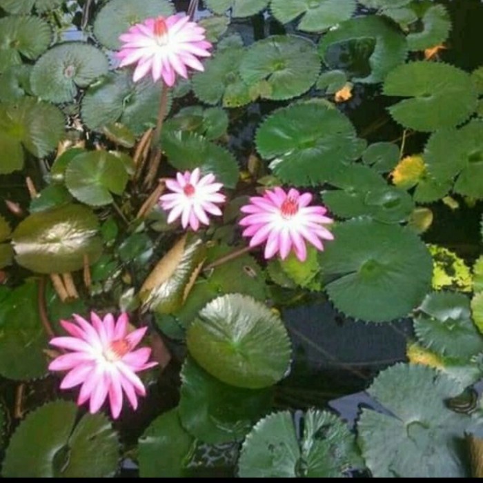 TERMURAH bibit teratai air merah - bibit bunga teratai - tanaman aquascape