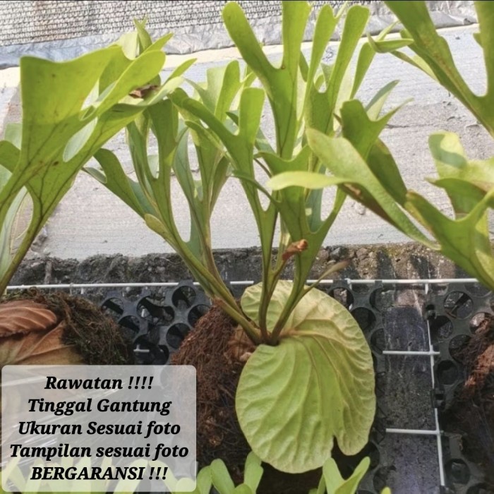 PLATYCERIUM RIDLEYI / SIMBAR MENJANGAN / TANDUK RUSA KALIMANTAN
