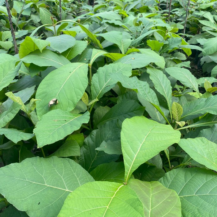 TERMURAH Bibit Jati Super - Tanaman Jati Emas - Pohon Jati Unggul