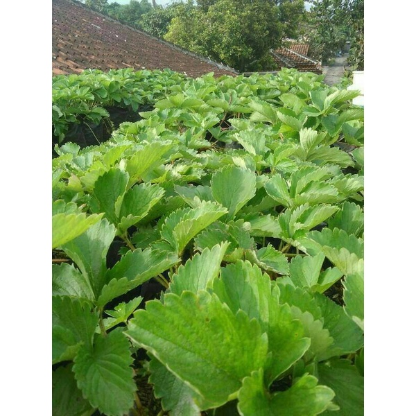 TERUJI bibit benih tanaman strawberry stroberi california sudah berbunga