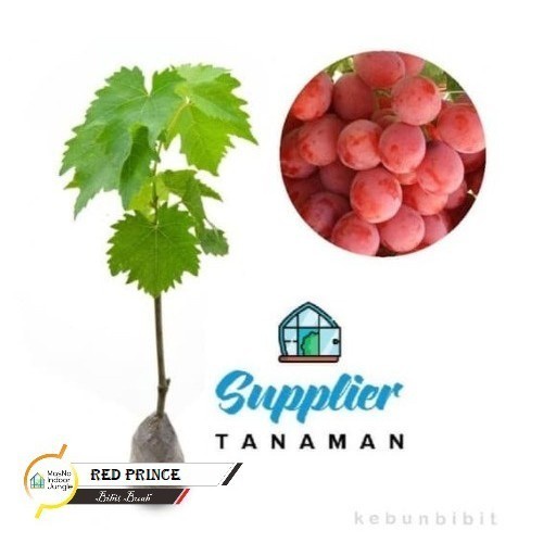 TERLENGKAP Bibit Tanaman Buah Anggur - Bibit Anggur Super 3 Varian