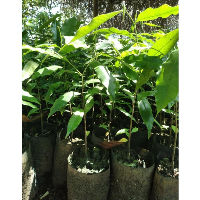 EKSLUSIF Bibit pohon gaharu cabutan tanaman gaharu kualitas unggul