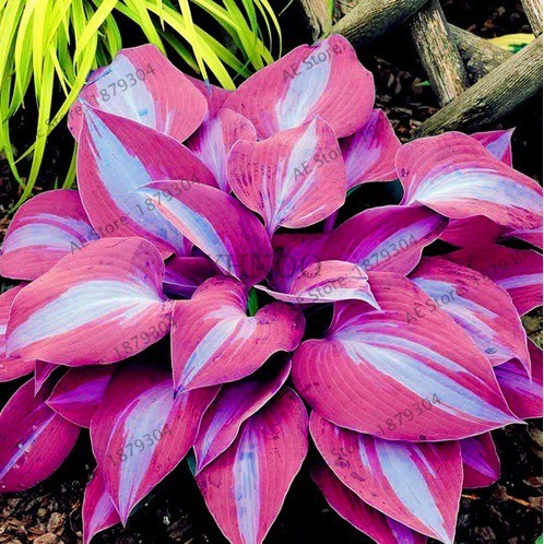 TERLENGKAP Biji Hosta Fragrant Plaintain Fire And Ice Mix - Bibit Tanaman