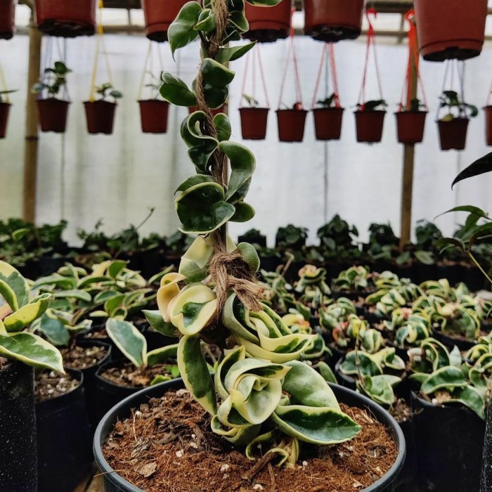 Tanaman hias Hoya compacta varigata - hoya compacta regalis varietaga