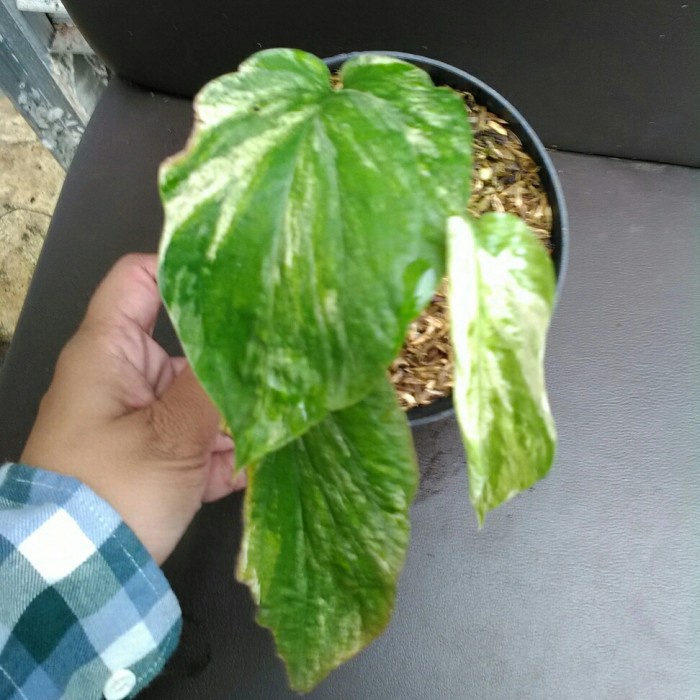 Tanaman Hias Amydrium Zippelianum Variegated Amydrium Variegata