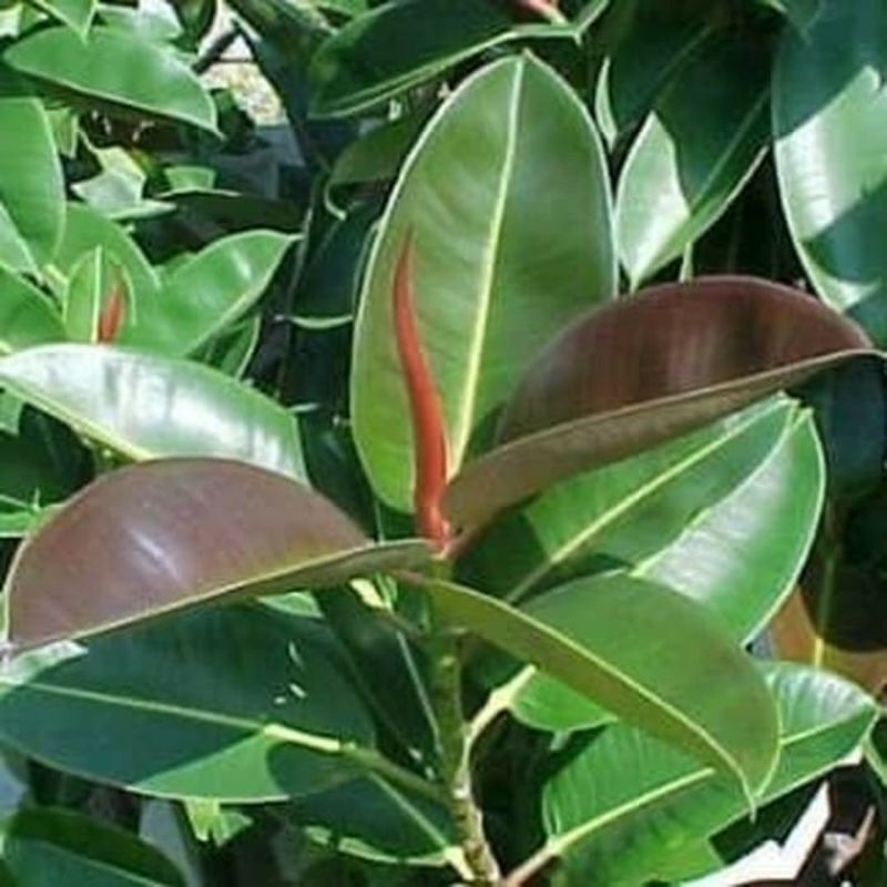 Tanaman hias karet kebo hijau - tanaman ficus - tanaman daun karet kebo hijau pohon karet kebo