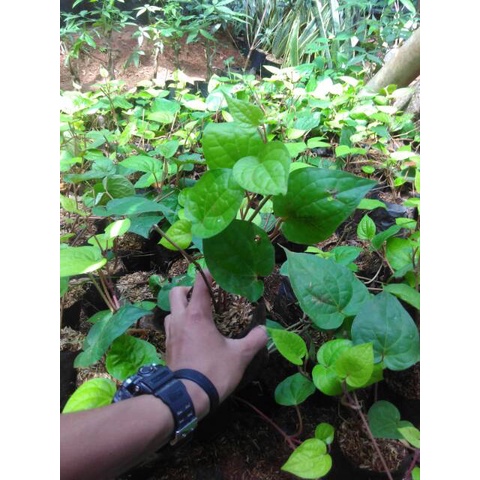 Tanaman herbal daun sirih-tanaman daun sirih-daun sirih