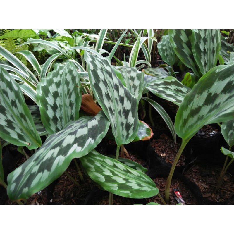Tanaman hias calathea bulu merak- tanaman calathea bulu merak