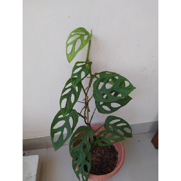 berdaun 11 tanaman hias janda Bolong berdaun 11 monstera janda bolong