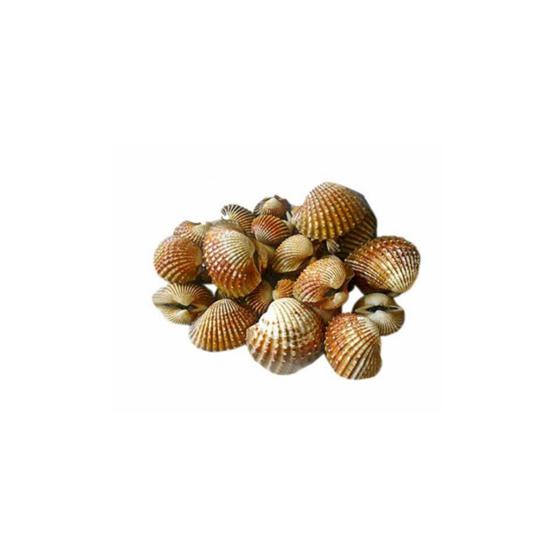 

Kerang Dara Segar - 500 Gram (Bibik Sayur)