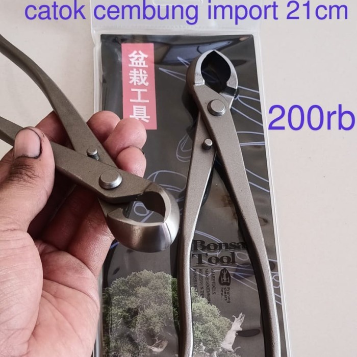 ADT- catok cembung tanaman bonsai import 21 cm