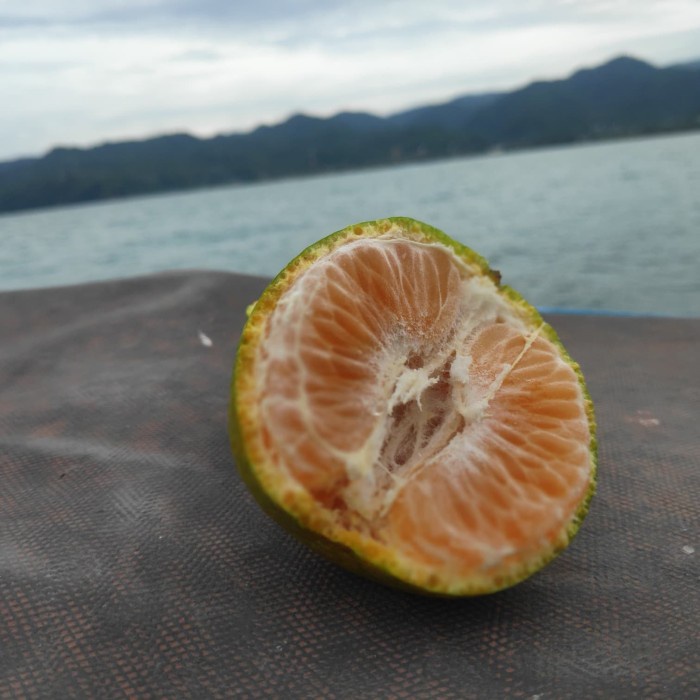 

HJK jeruk garut segar rasanya