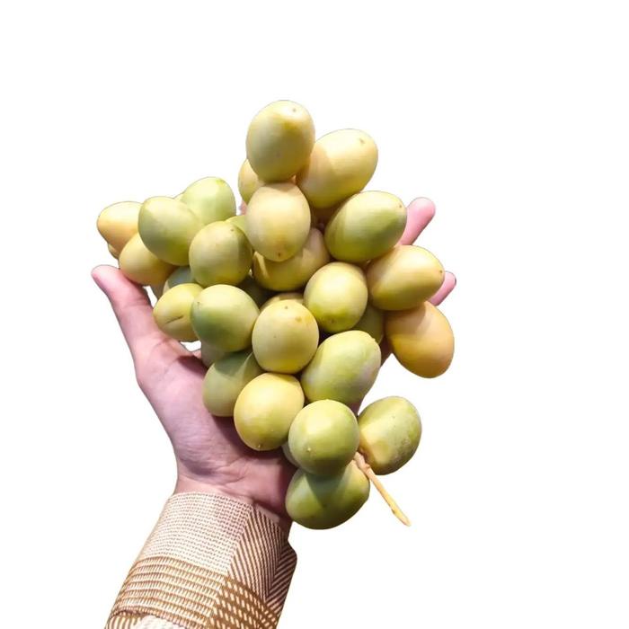 

HJK Buah Kurma Muda Barhi Segar Kuning Mengkal Bukan Frozen