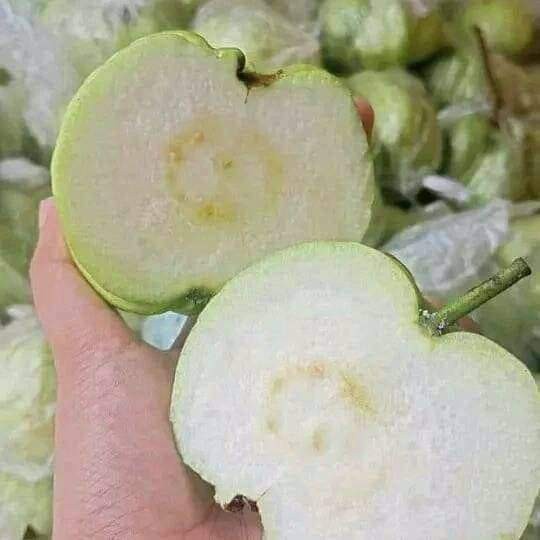 

HJK jambu kristal tanpa biji